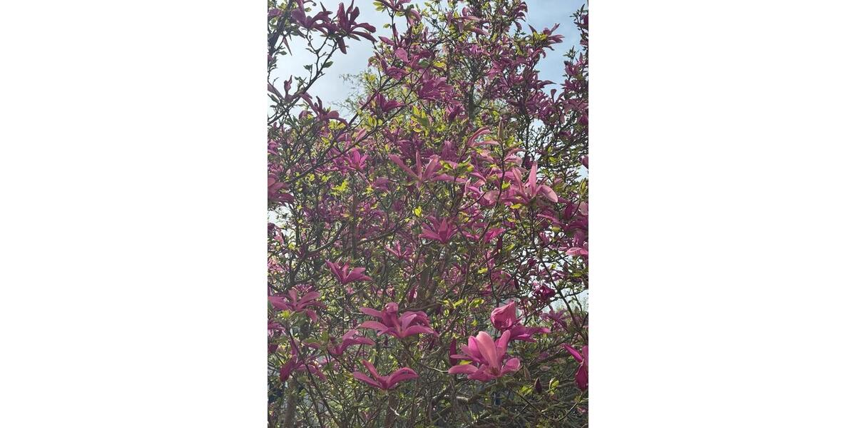 Einfamilienhaus Panketal - 1 Zimmer, 50 m&sup2;, 800&euro; | Angebot:24691202