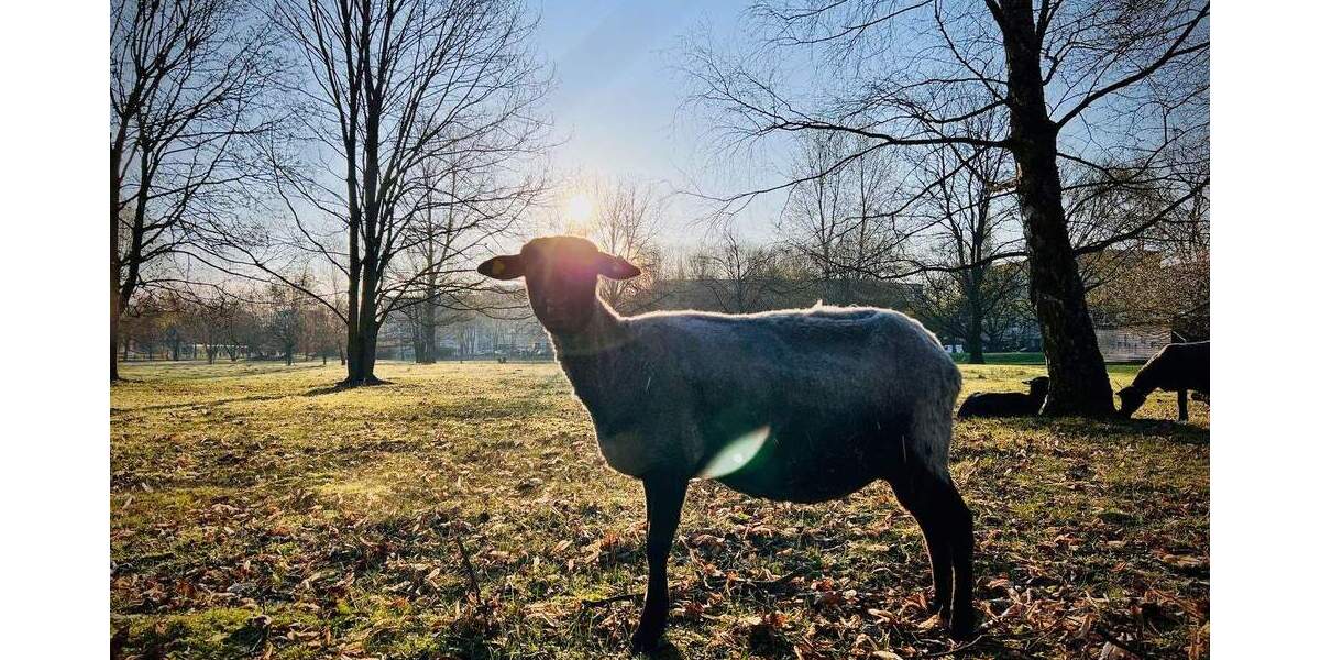 Etagenwohnung Berlin Friedrichsfelde - 4 Zimmer, 113 m&sup2;, 699.000&euro; | Angebot:24669733