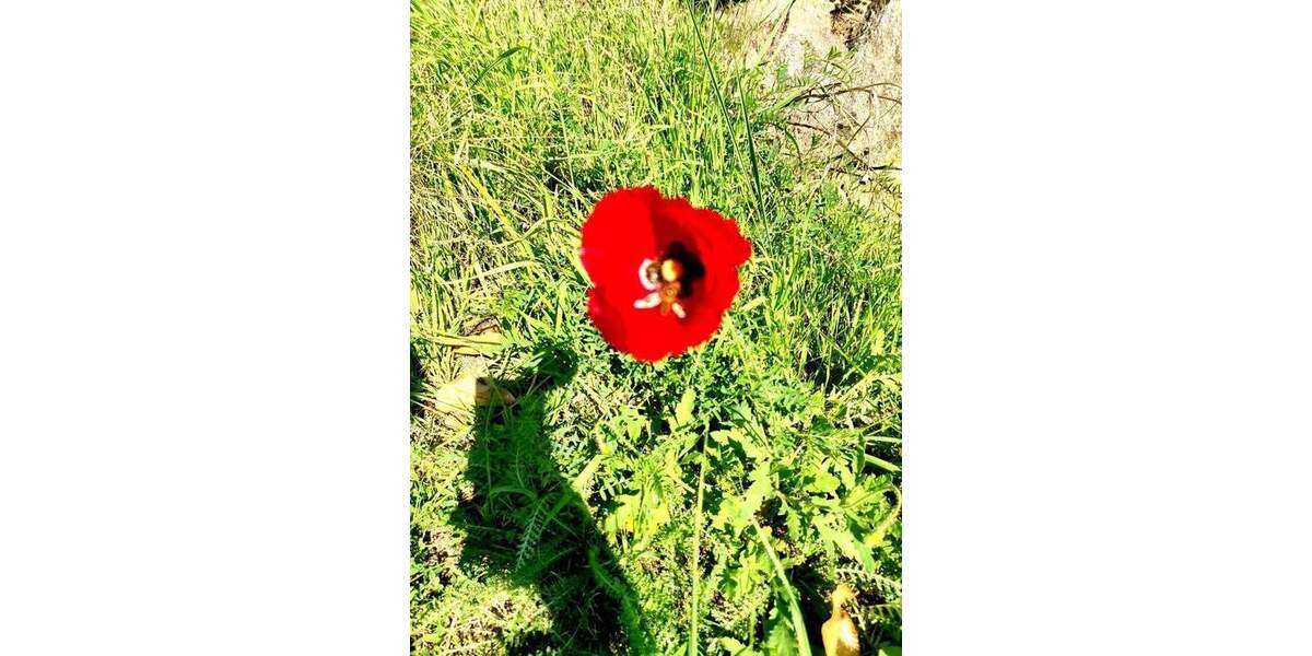 Einfamilienhaus Wildau - 8 Zimmer, 180 m&sup2;, 690.000&euro; | Angebot:25659220