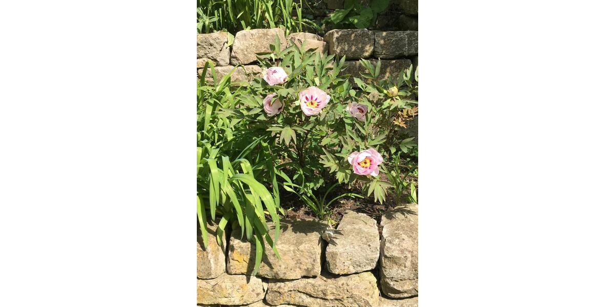 Doppelhaushälfte Berlin Steglitz-Zehlendorf - 10.5 Zimmer, 342 m&sup2;, 1.590.000&euro; | Angebot:26235267