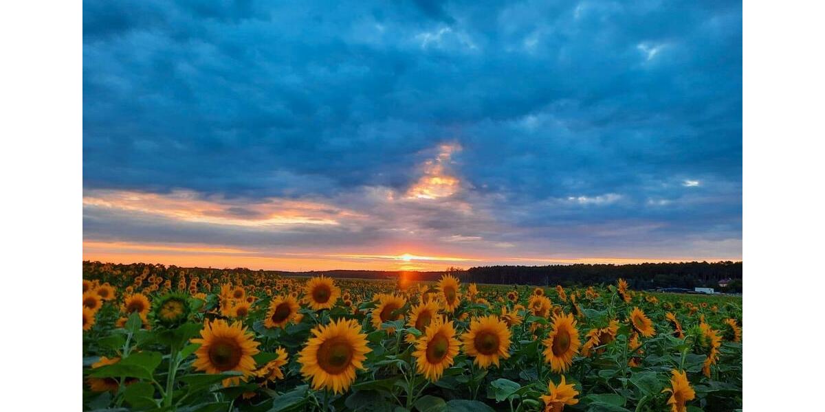 Einfamilienhaus Potsdam Babelsberg - 8 Zimmer, 193 m&sup2;, 799.000&euro; | Angebot:26034031