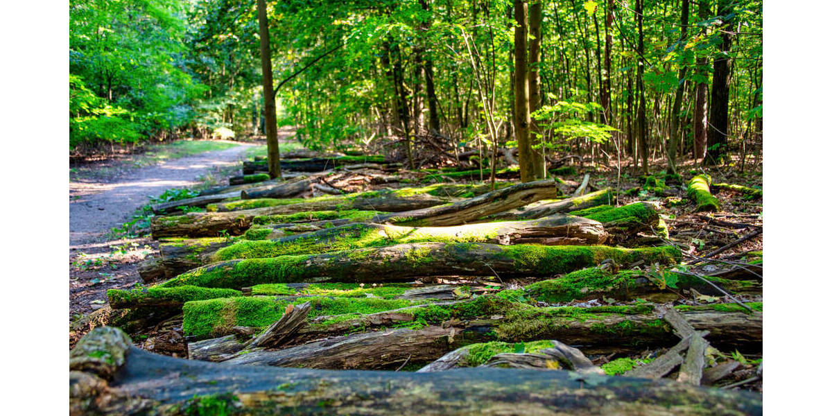 Etagenwohnung Berlin Lichterfelde - 3 Zimmer, 89 m&sup2;, 375.000&euro; | Angebot:25756240