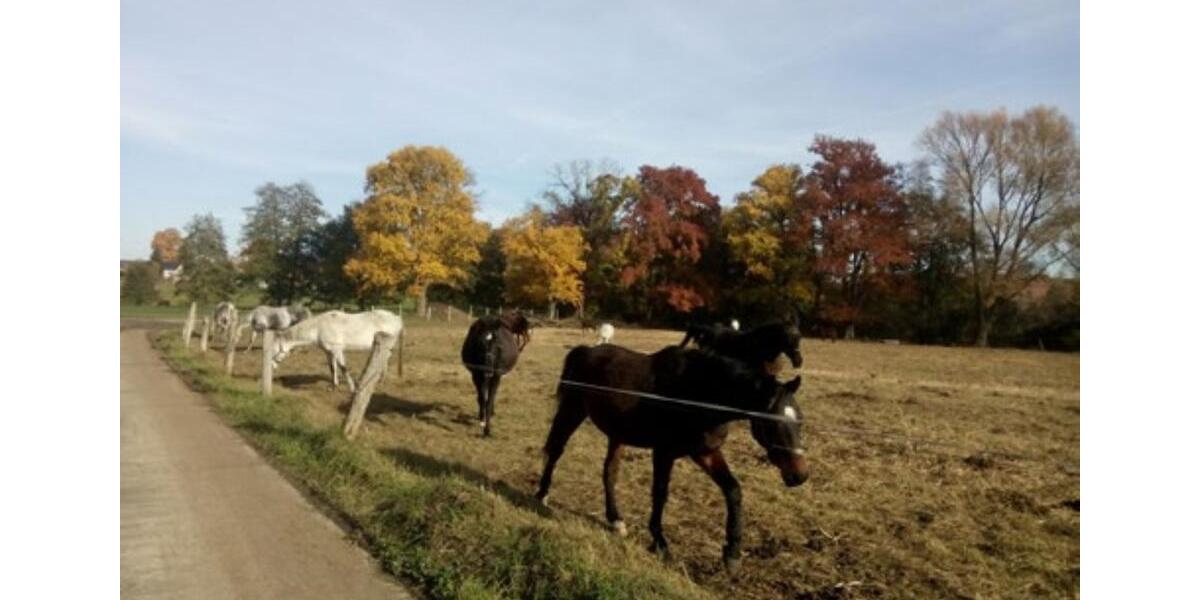 Etagenwohnung Petershagen/Eggersdorf Eggersdorf - 4.5 Zimmer, 148 m&sup2;, 1.020&euro; | Angebot:25649661