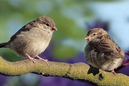 Wohnung Berlin Lichterfelde - 3 Zimmer, 80 m&sup2;, 984&euro; | Angebot:24867146