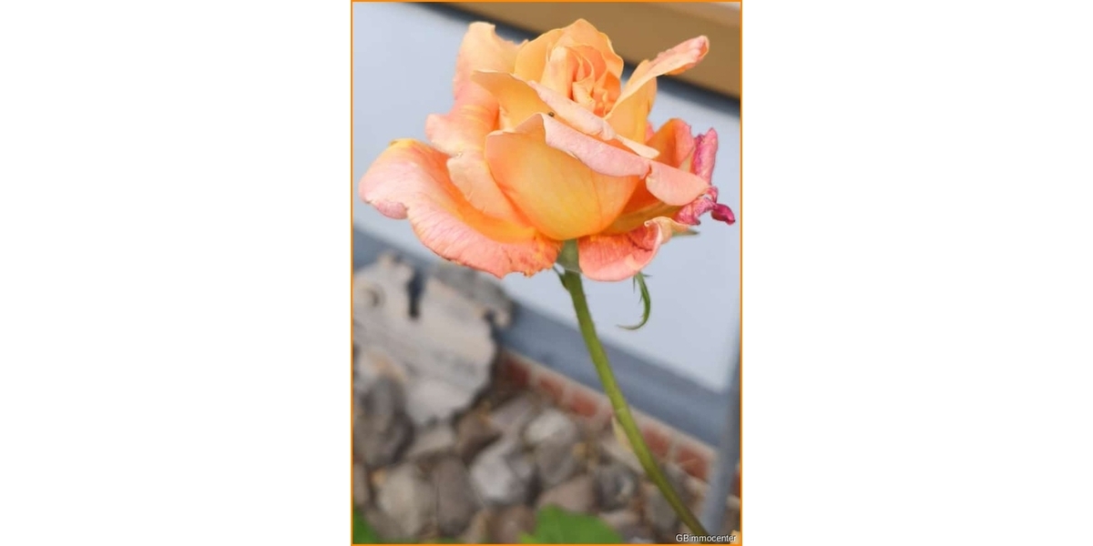 Ruhig gelegenes Bauland - für Entspannung .... für Ihre Familie! Massive Werte schaffen - Grundstück Berlin / Blankenburg Blankenburg | Angebot:26549577