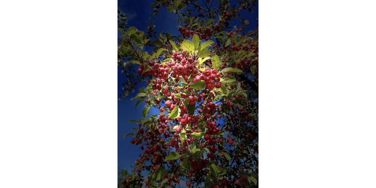 Doppelhaushälfte Berlin Stadtrandsiedlung Malchow - 3 Zimmer, 87 m&sup2;, 1.590&euro; | Angebot:24725241