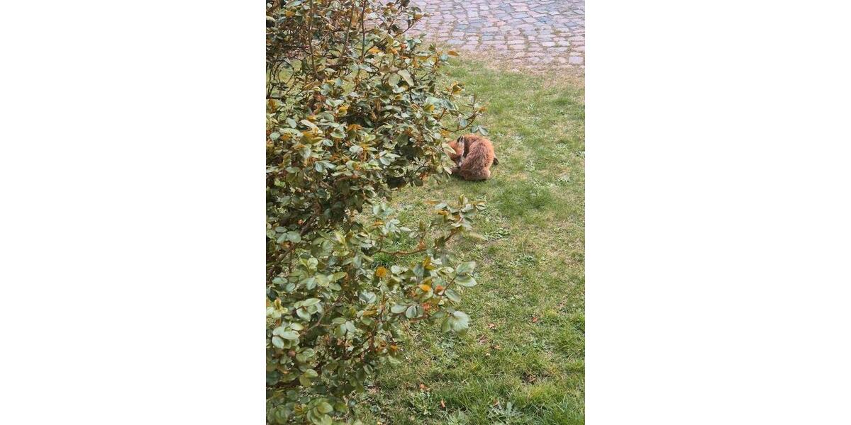 Erdgeschoßwohnung Berlin Charlottenburg-Wilmersdorf - 1 Zimmer, 32 m&sup2;, 750&euro; | Angebot:25968258