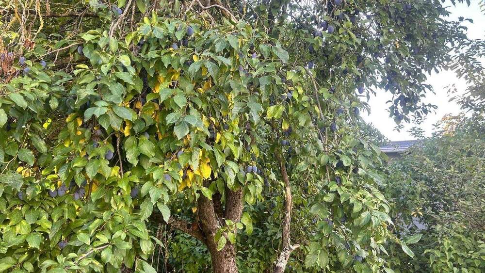 Grundstück Hennickendorf Hennickendorf - 130.000&euro; | Angebot:25834956