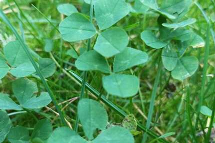 Grundstück zu verkaufen in Berlin 300.000 € 500 m² zimmer