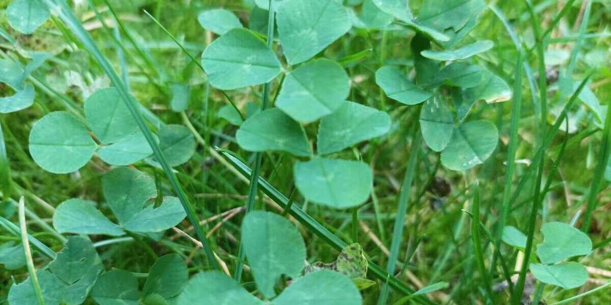 Grundstück zu verkaufen in Berlin 300.000 € 500 m² zimmer