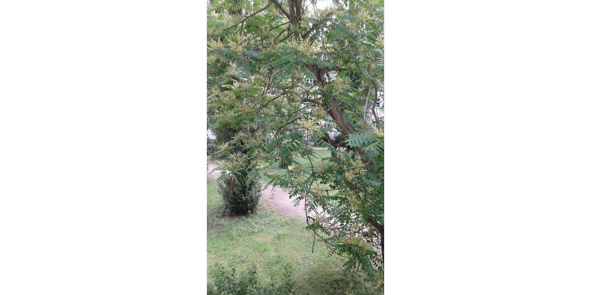 Etagenwohnung Berlin Oberschöneweide - 2 Zimmer, 38 m&sup2;, 200.000&euro; | Angebot:26596421