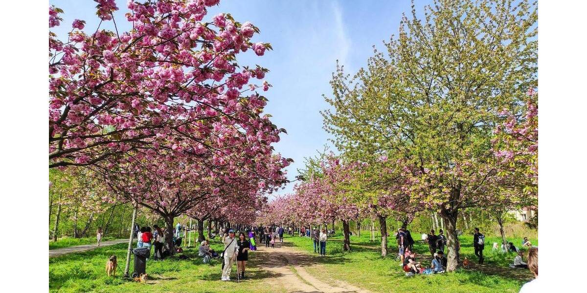 Etagenwohnung Berlin Lichterfelde - 5 Zimmer, 131 m&sup2;, 698.500&euro; | Angebot:25970860