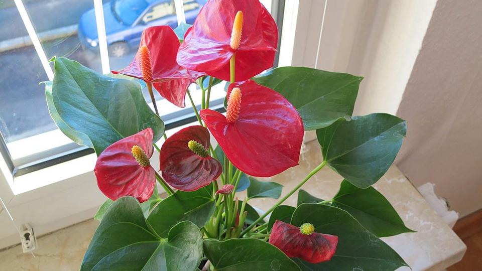 Etagenwohnung Berlin Spandau - 3 Zimmer, 75 m&sup2;, 450.000&euro; | Angebot:25993996