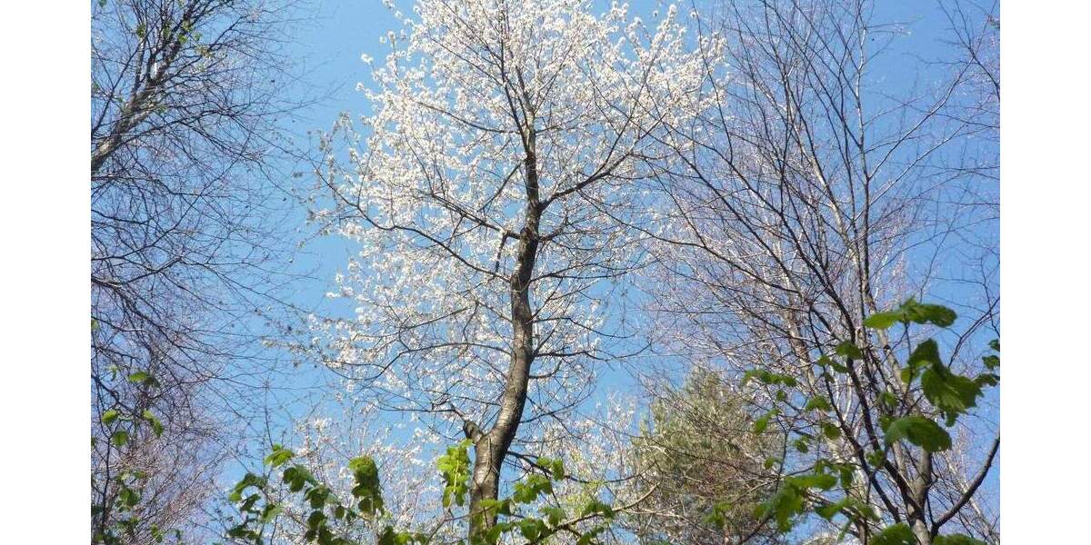 Reihenendhaus Glienicke/Nordbahn Nordbahn - 4 Zimmer, 100 m&sup2;, 449.500&euro; | Angebot:25862273