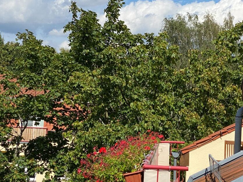 4-separat Room - shared apartement possible - Balcony & Guest WC - Weißensee 4 zimmer