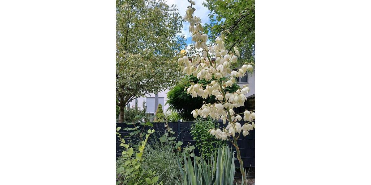 Doppelhaushälfte Berlin Lichtenberg - 3 Zimmer, 109 m&sup2;, 555.000&euro; | Angebot:25994174