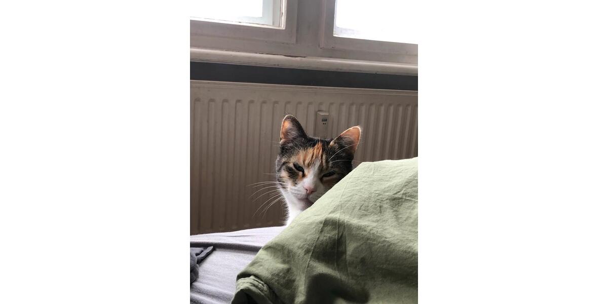 Etagenwohnung Berlin Pankow - 5 Zimmer, 150 m&sup2;, 700&euro; | Angebot:26213319