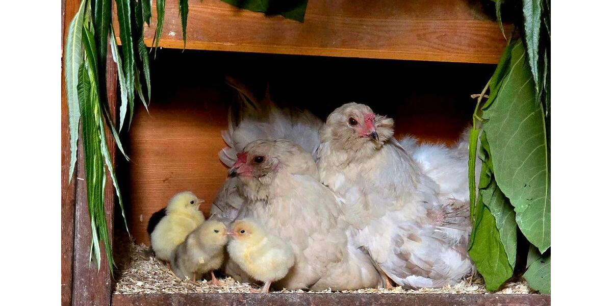 Einfamilienhaus Berlin Tempelhof-Schöneberg - 7 Zimmer, 156 m&sup2;, 419.000&euro; | Angebot:26213639