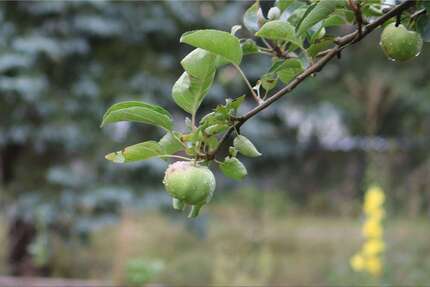 Grundstück Altlandsberg - 525.000&euro; | Angebot:21816150