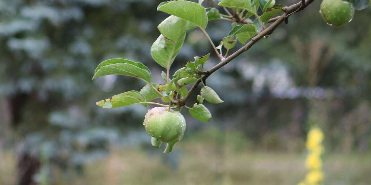 Grundstück Altlandsberg - 525.000&euro; | Angebot:21816150