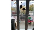 Etagenwohnung Berlin Treptow-Köpenick - 3 Zimmer, 80 m&sup2;, 1.050&euro; | Angebot:27717944