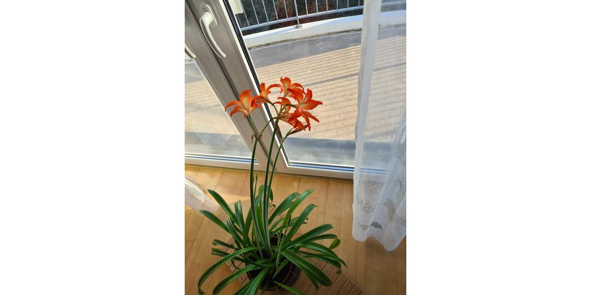 Etagenwohnung Schöneiche bei Berlin - 2 Zimmer, 55 m&sup2;, 198.000&euro; | Angebot:26612735