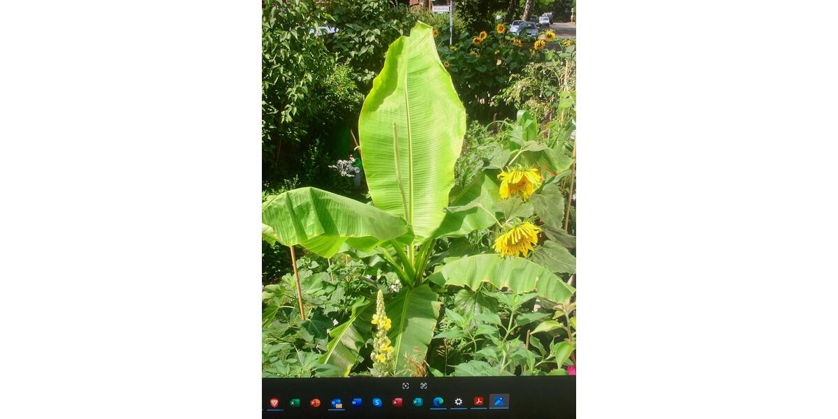 Einfamilienhaus Berlin Treptow-Köpenick - 2 Zimmer, 75 m&sup2;, 1.850&euro; | Angebot:24801283