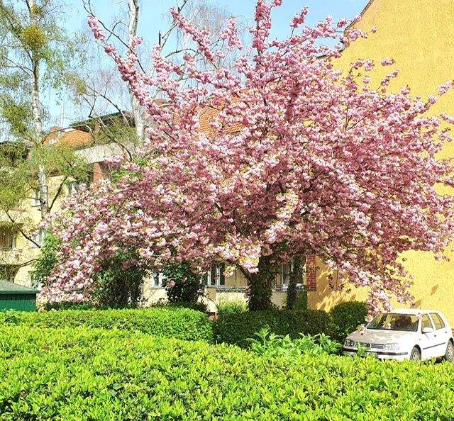 Etagenwohnung Berlin Lankwitz - 3 Zimmer, 61 m&sup2;, 280.000&euro; | Angebot:25739956