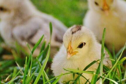 Wohnung Berlin Französisch Buchholz - 2 Zimmer, 56 m&sup2;, 640&euro; | Angebot:24784149