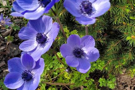 Haus Berlin Lichtenberg - 3 Zimmer, 109 m&sup2;, 555.000&euro; | Angebot:25378422