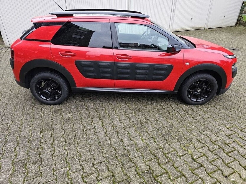 C4 Cactus