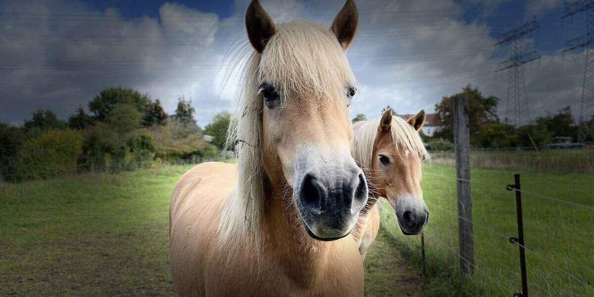 Doppelhaushälfte Berlin Stadtrandsiedlung Malchow - 3 Zimmer, 87 m&sup2;, 1.590&euro; | Angebot:24725241