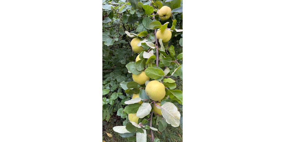 Einfamilienhaus Berlin Mitte - 179.000&euro; | Angebot:25986404