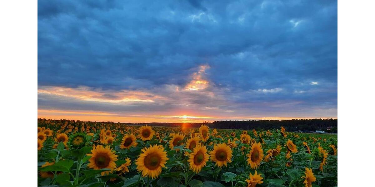 Einfamilienhaus Potsdam Babelsberg - 8 Zimmer, 193 m&sup2;, 799.000&euro; | Angebot:25839962