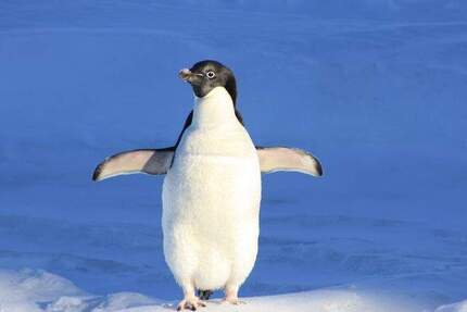 NOTWENDIG Berliner WBS mit DRINGLICHKEIT: Renovierter NB mit Terrassenloggia 2 zimmer
