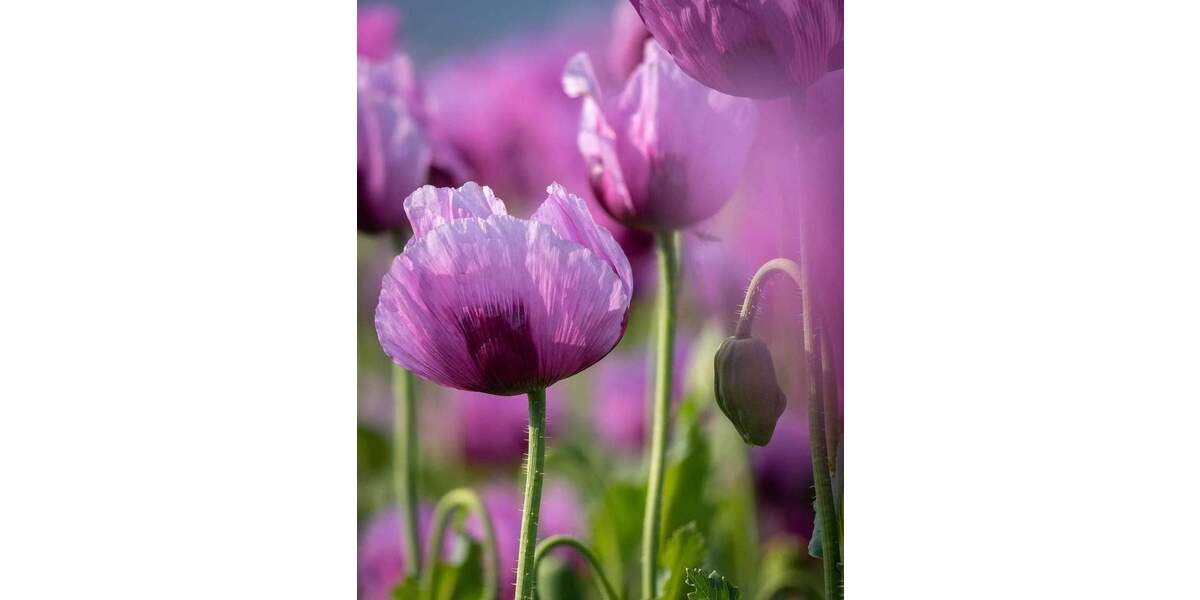 Etagenwohnung Berlin Spandau - 2 Zimmer, 45 m&sup2;, 1.094&euro; | Angebot:25778649