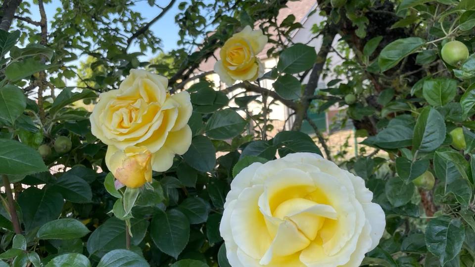 Einfamilienhaus Berlin Mitte - 179.000&euro; | Angebot:25986404