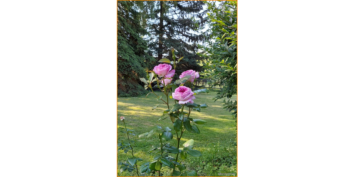 2 Wohnplätze * GROSSES schönes Grundstück* Haus-Bauplatz-Nebengelass, nahe an Wasser+ Wald* - Doppelhaushälfte Berlin / Schmöckwitz Schmöckwitz | Angebot:20337374