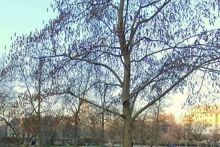 Wohnung Berlin Charlottenburg-Wilmersdorf - 5 Zimmer, 120 m&sup2;, 750.000&euro; | Angebot:26244018