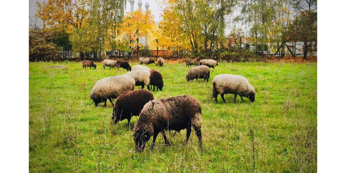 Etagenwohnung Berlin Friedrichsfelde - 4 Zimmer, 113 m&sup2;, 669.000&euro; | Angebot:25681824