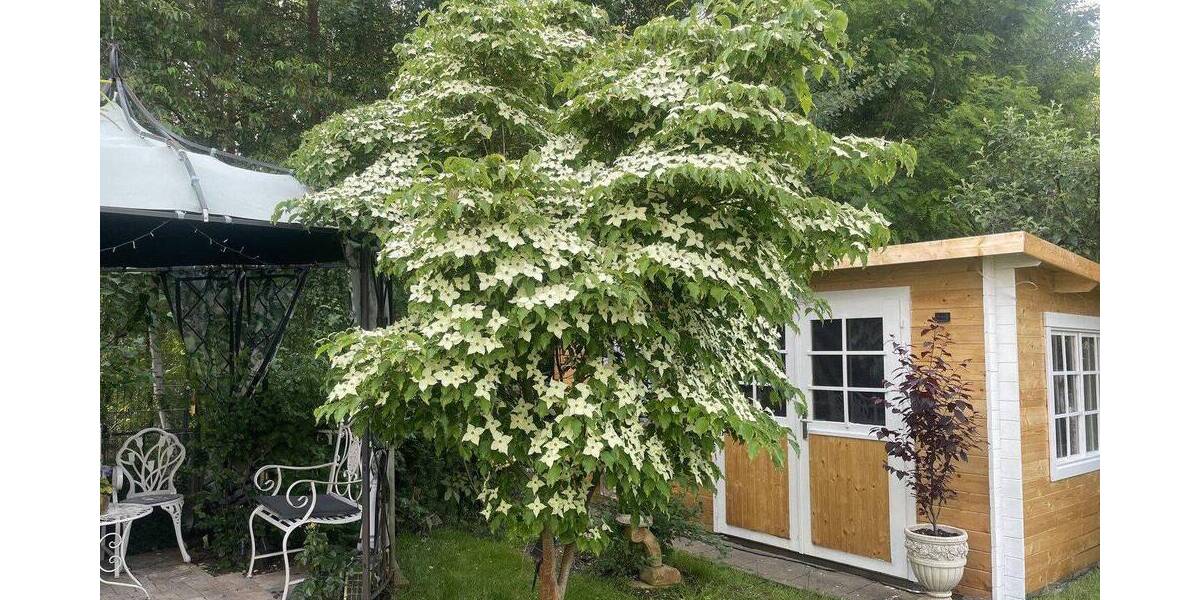 Einfamilienhaus Potsdam Groß Glienicke - 4 Zimmer, 130 m&sup2;, 2.300&euro; | Angebot:26920215