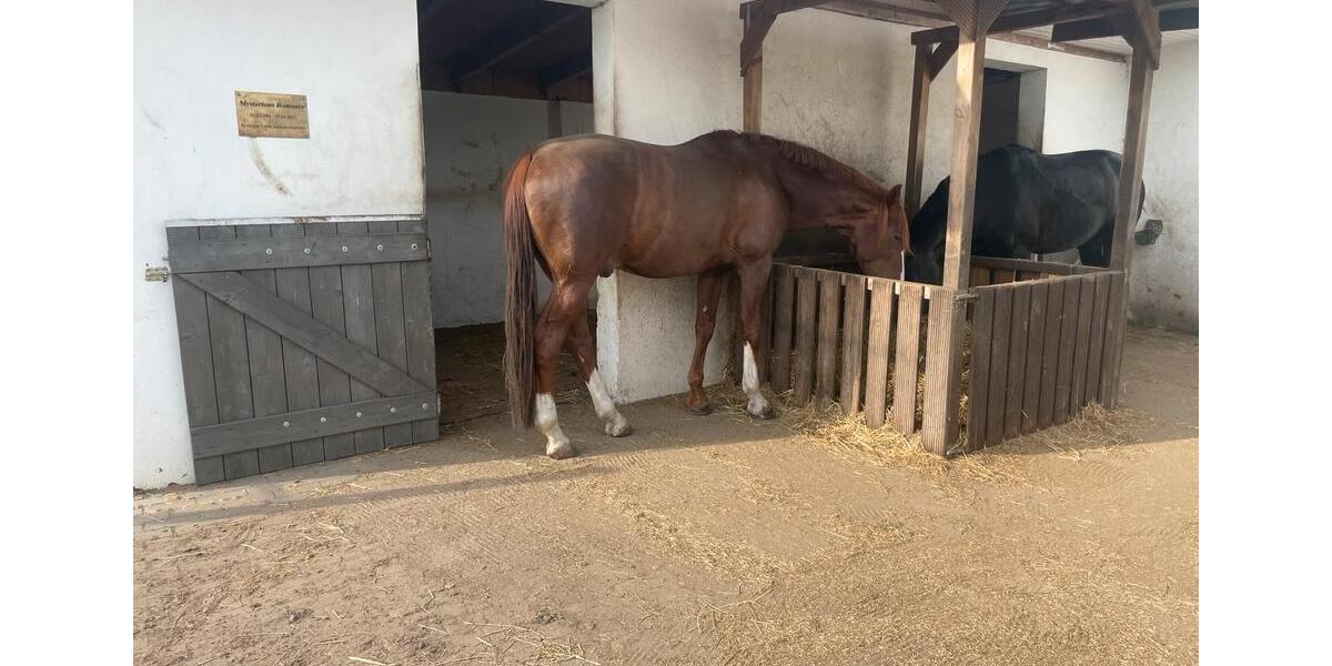 Einfamilienhaus mit Pferdehaltung in Bötzow zu verkaufen 4 zimmer