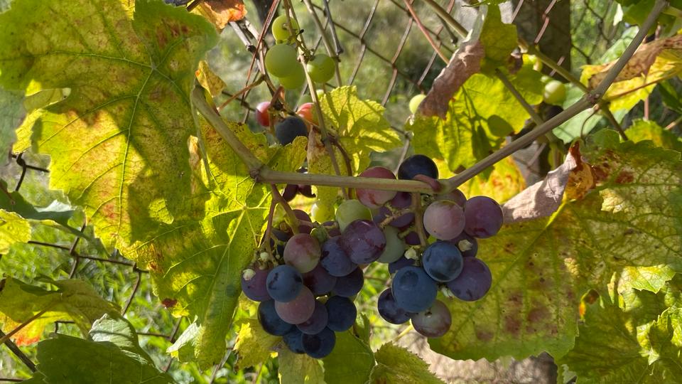 Einfamilienhaus Berlin Mitte - 179.000&euro; | Angebot:25986404