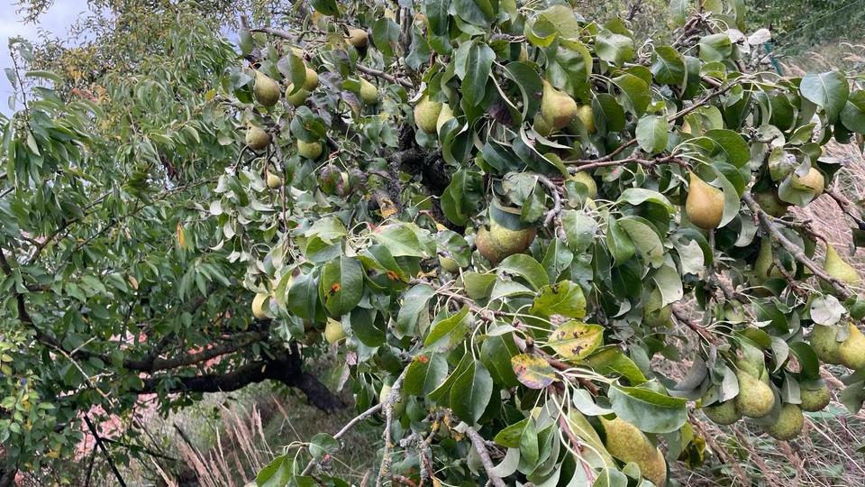 Einfamilienhaus Berlin Mitte - 179.000&euro; | Angebot:25986404