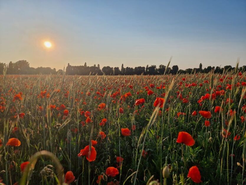 Sunny Apartment - 3 seperate rooms in Weißensee - Balcony 3 zimmer