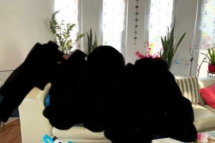Wohnung Berlin Neukölln - 2 Zimmer, 70 m&sup2;, 1.300&euro; | Angebot:27624082