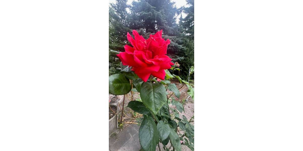 Einfamilienhaus Berlin Kaulsdorf - 4 Zimmer, 82 m&sup2;, 448.000&euro; | Angebot:24140801