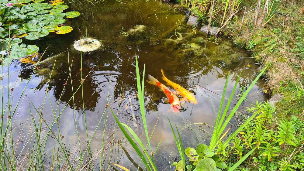 Grundstück Panketal - 245.000&euro; | Angebot:24972842